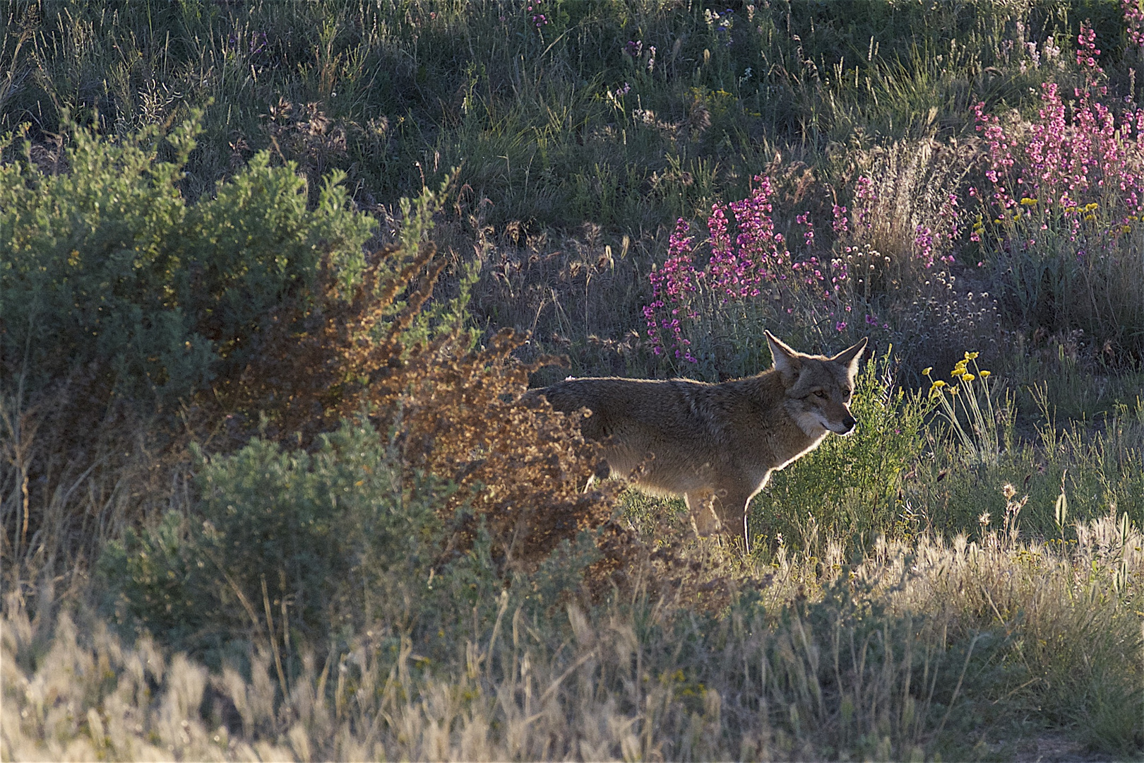 Wildlife and Wild Flowers.