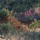 Wildlife and Wild Flowers.