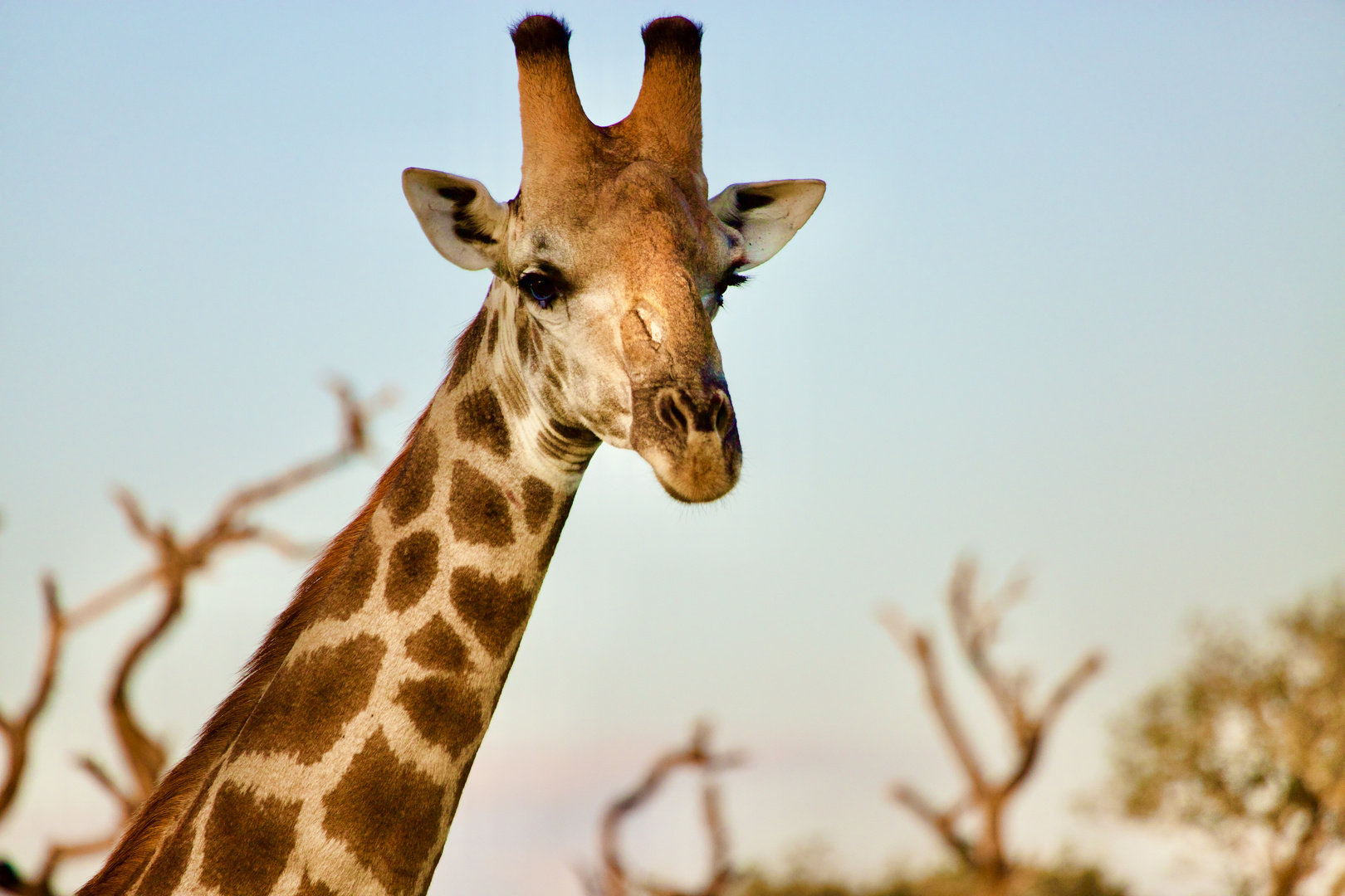 Wildlife at Sabi Sands