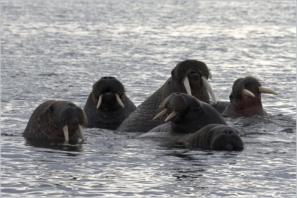 Wildlife at Svalbard....