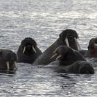 Wildlife at Svalbard....