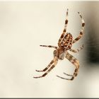 Wildlife auf dem Balkon