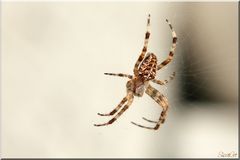 Wildlife auf dem Balkon