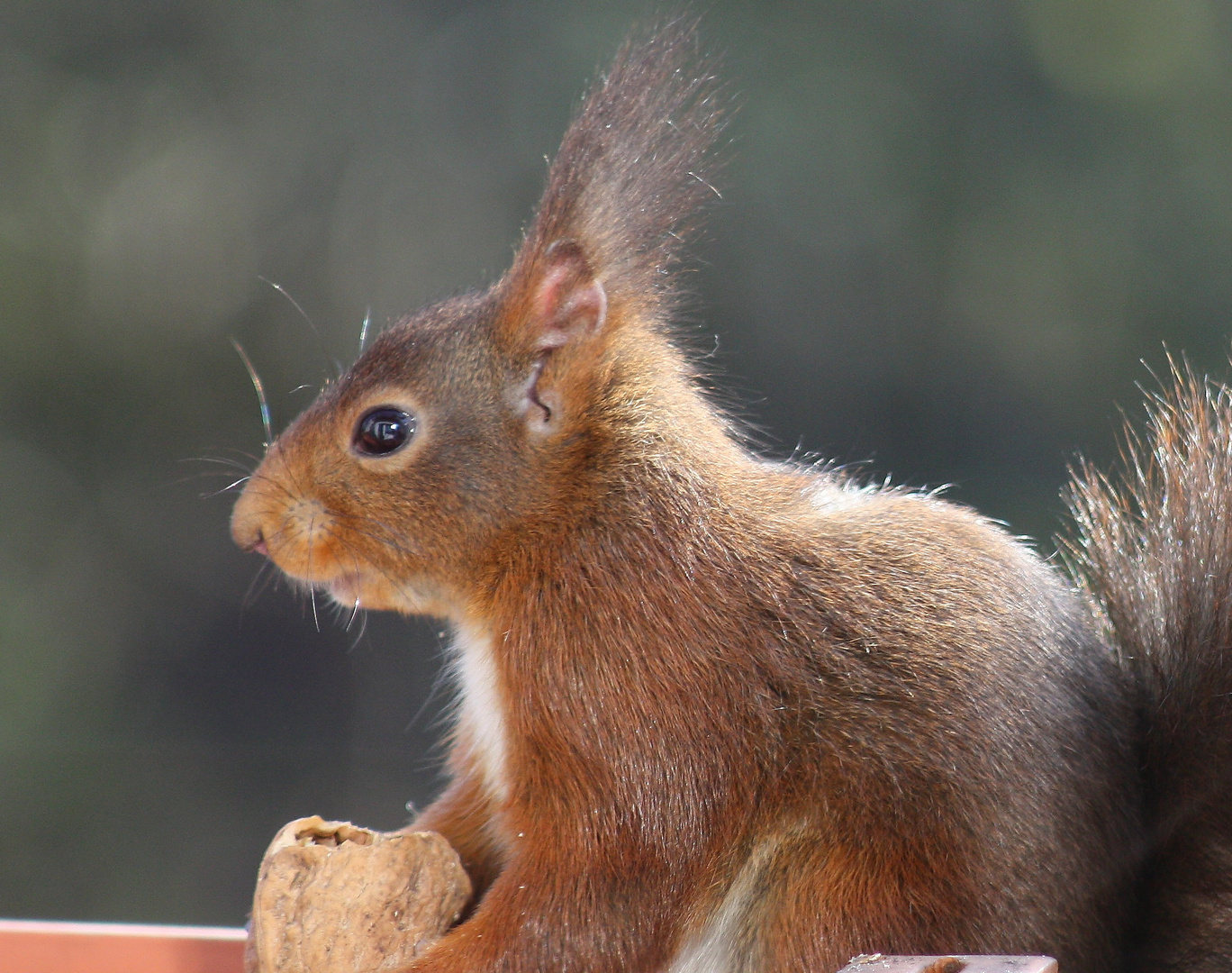 Wildlife auf dem Balkon