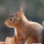 Wildlife auf dem Balkon