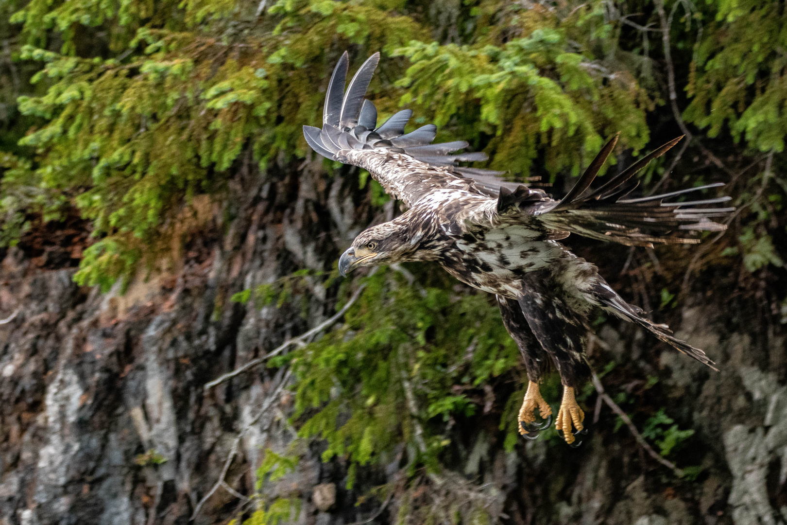 Wildlife auf Vancouver Island