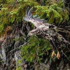 Wildlife auf Vancouver Island