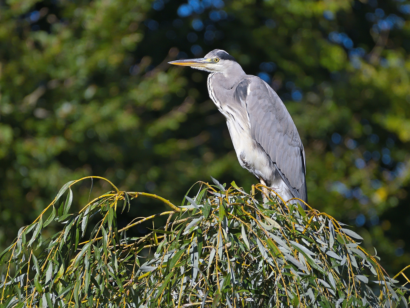 Wildlife aus dem Zoo