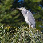 Wildlife aus dem Zoo