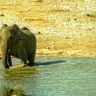 wildlife aus Namibia