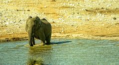 wildlife aus Namibia