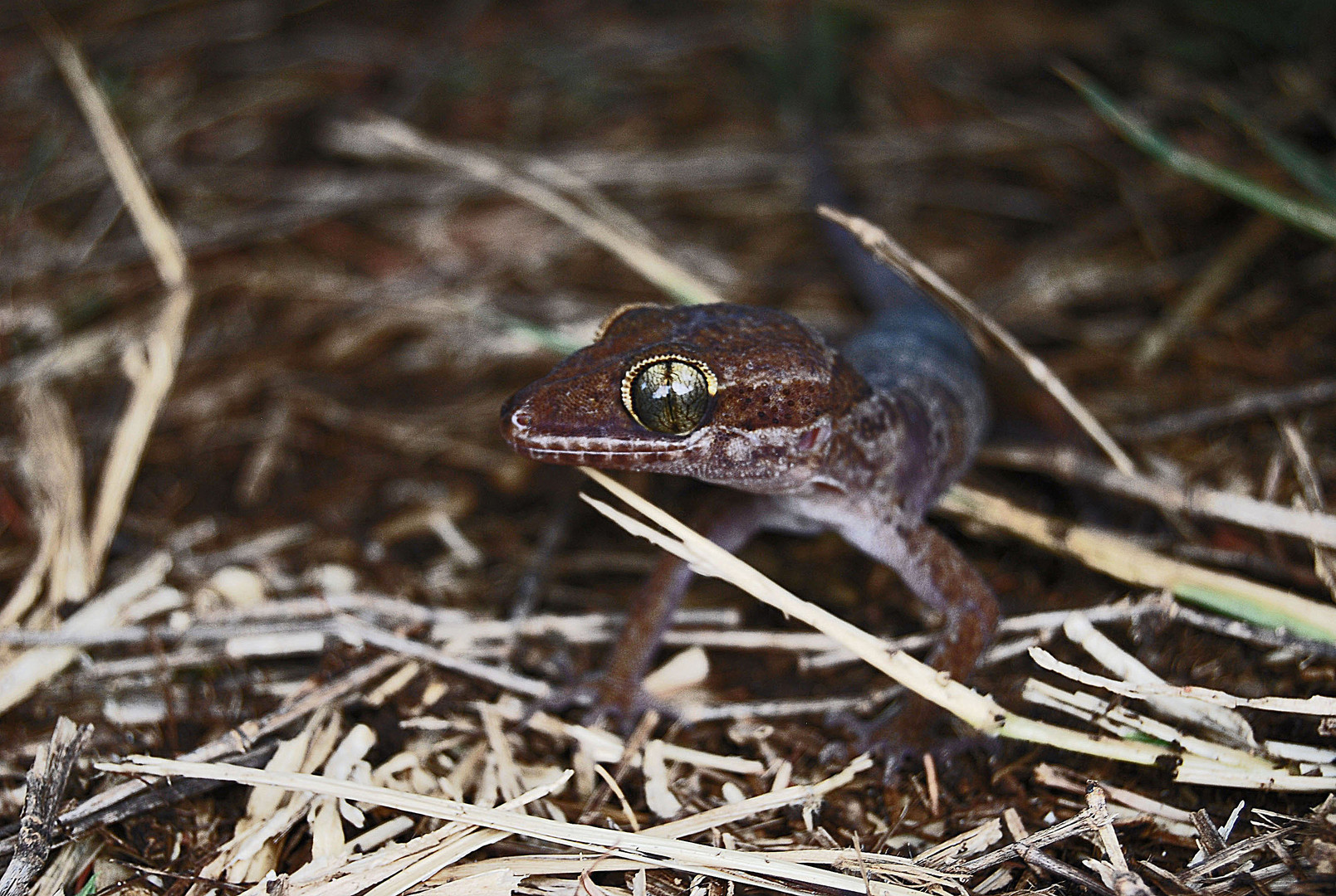 Wildlife Australia