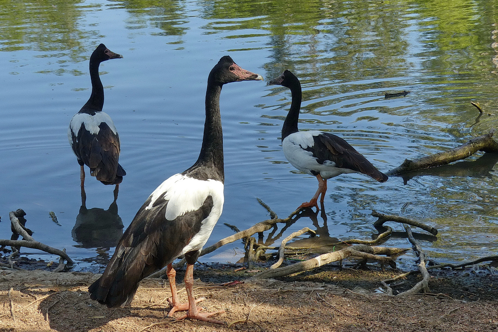 Wildlife Australien