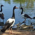 Wildlife Australien