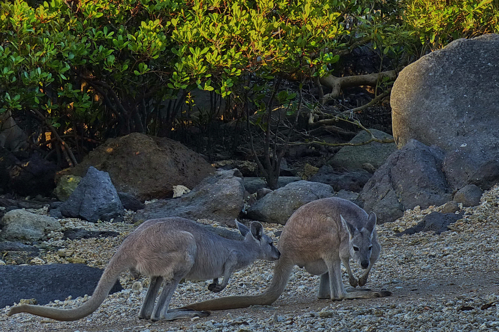 Wildlife Australien