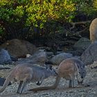 Wildlife Australien