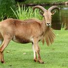 Wildlife bei Hagenbeck