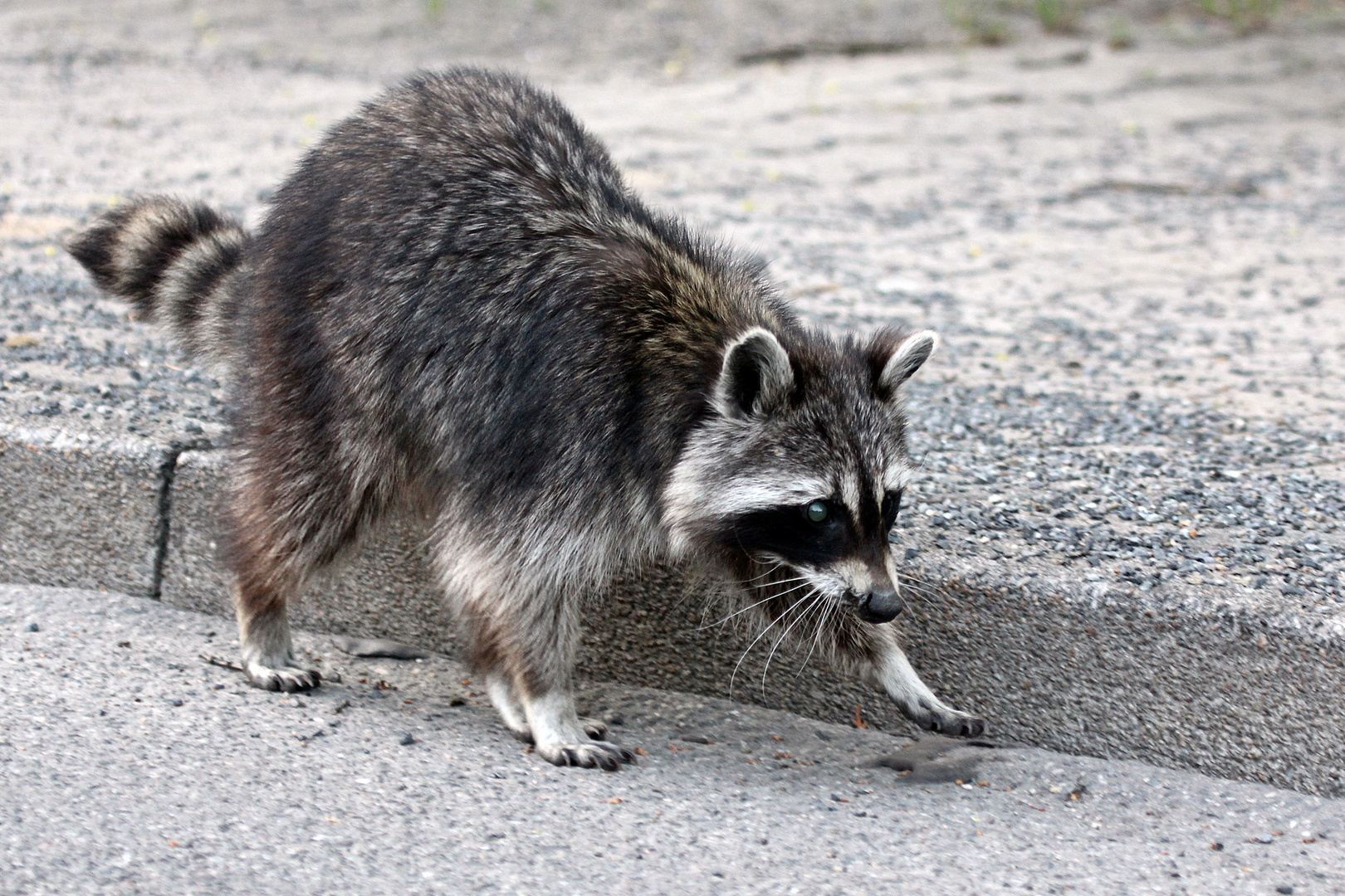 Wildlife Berlin