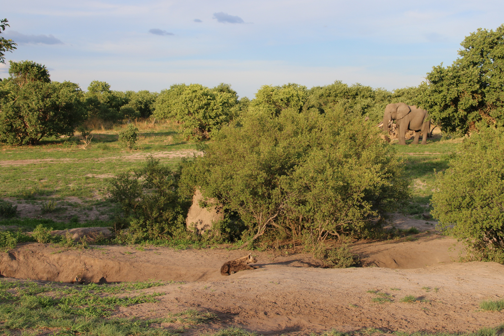 Wildlife Botswana