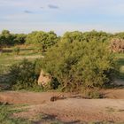 Wildlife Botswana