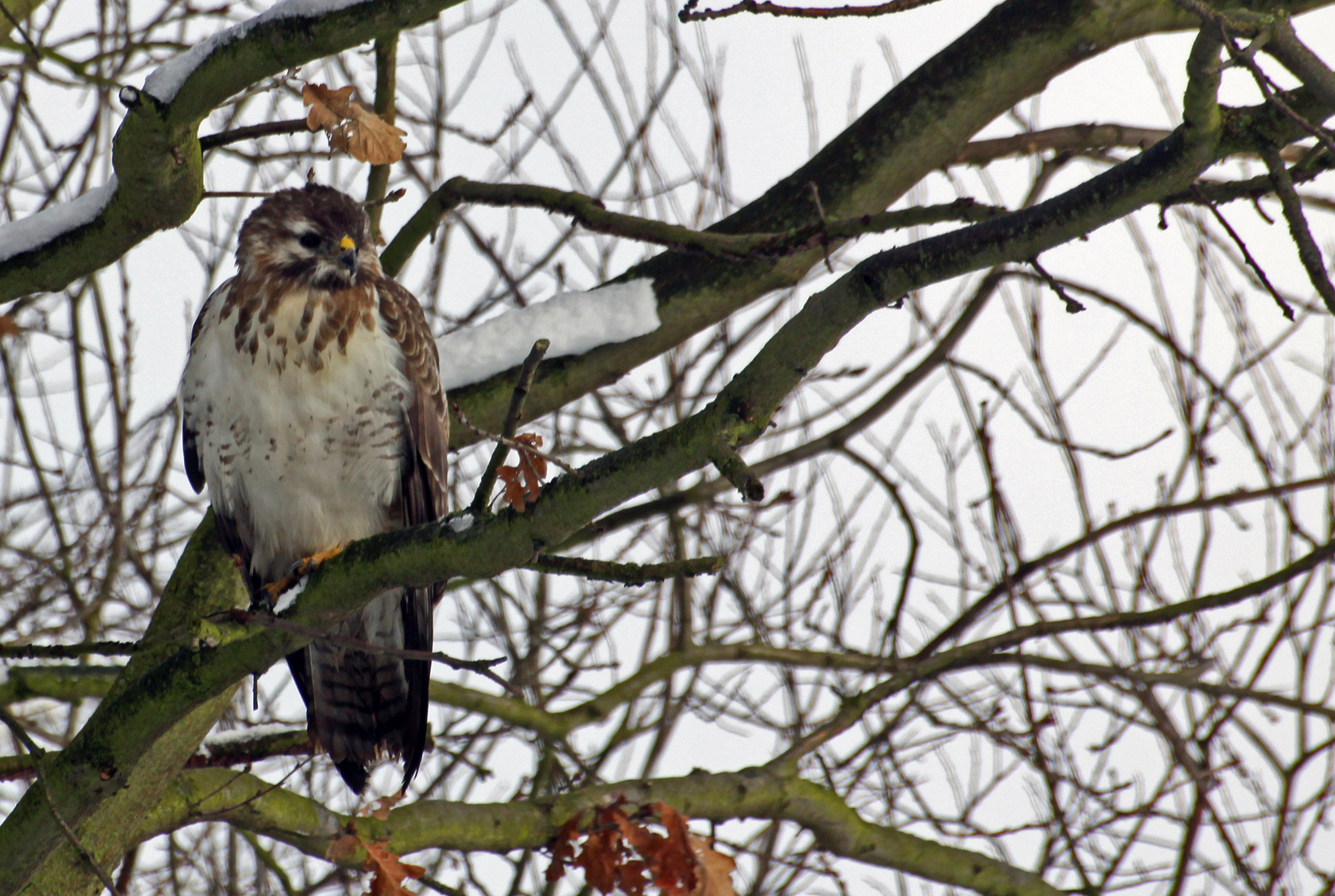 Wildlife - Bussard