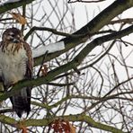 Wildlife - Bussard