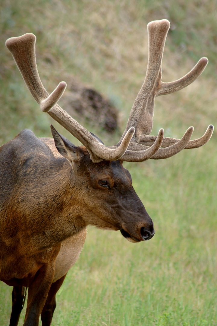 Wildlife, Canada