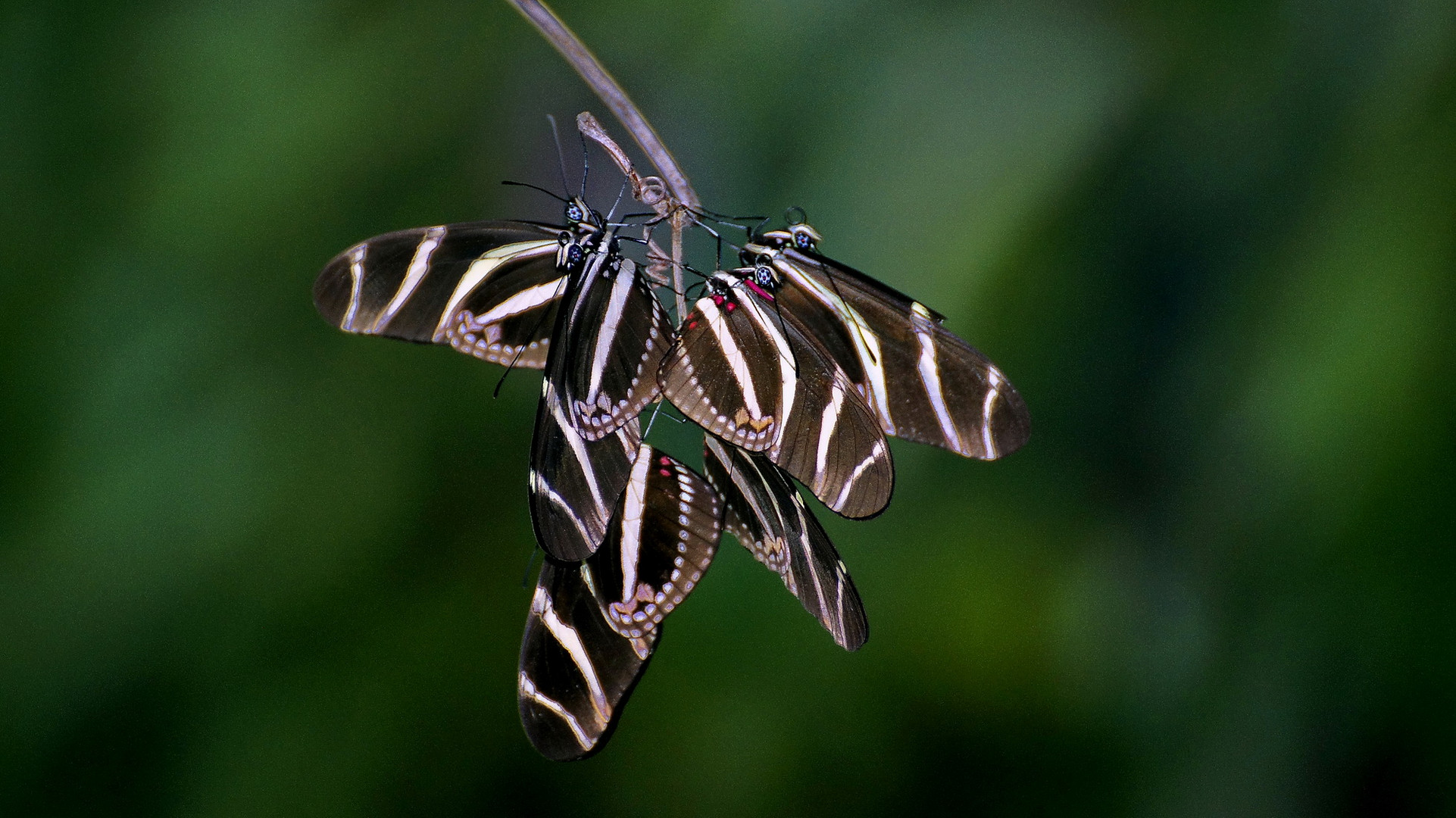 Wildlife Costa Rica 1