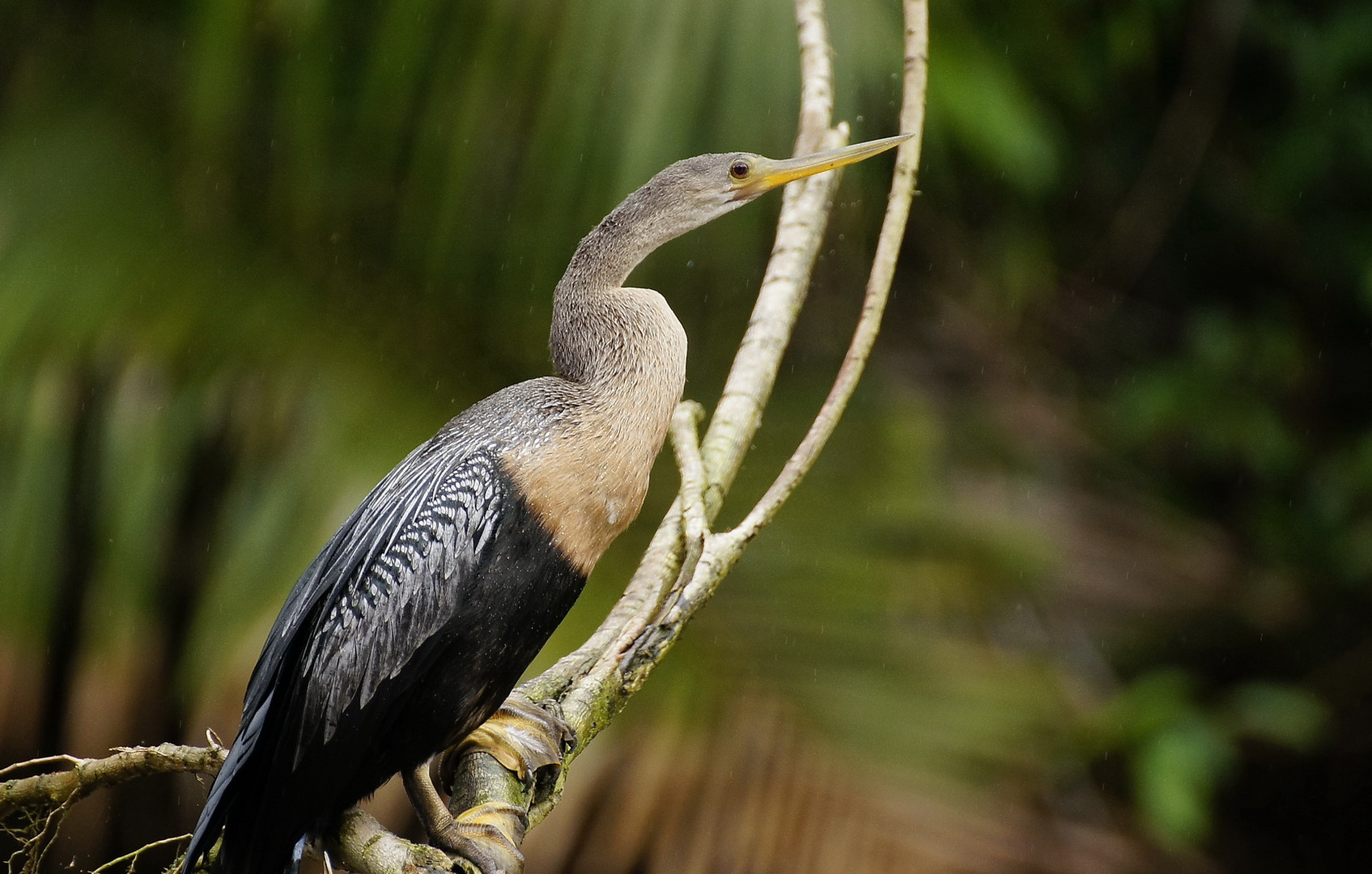 Wildlife Costa Rica 2