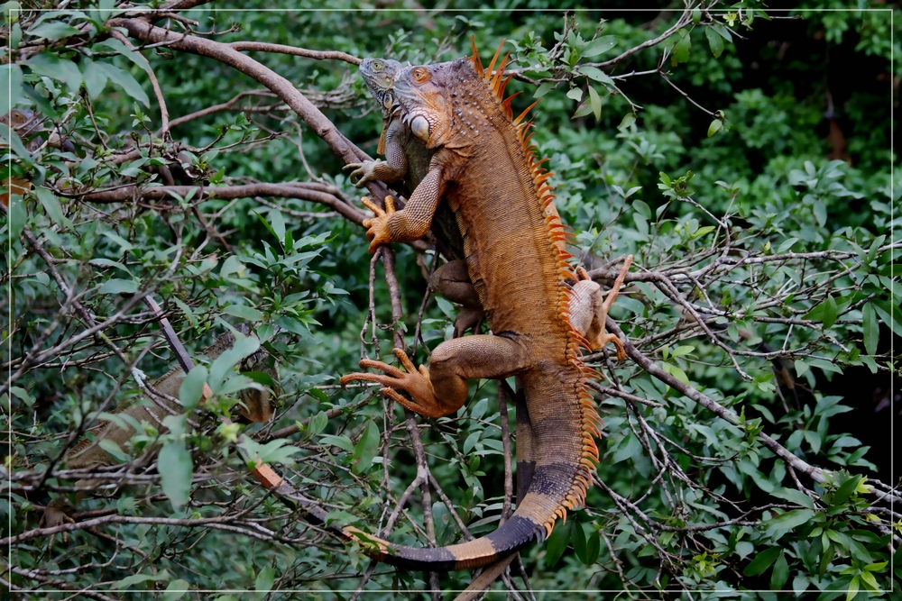 Wildlife, Costa Rica