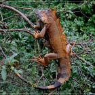 Wildlife, Costa Rica