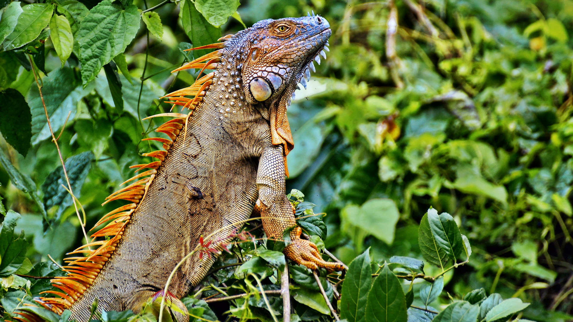 Wildlife Costa Rica 3