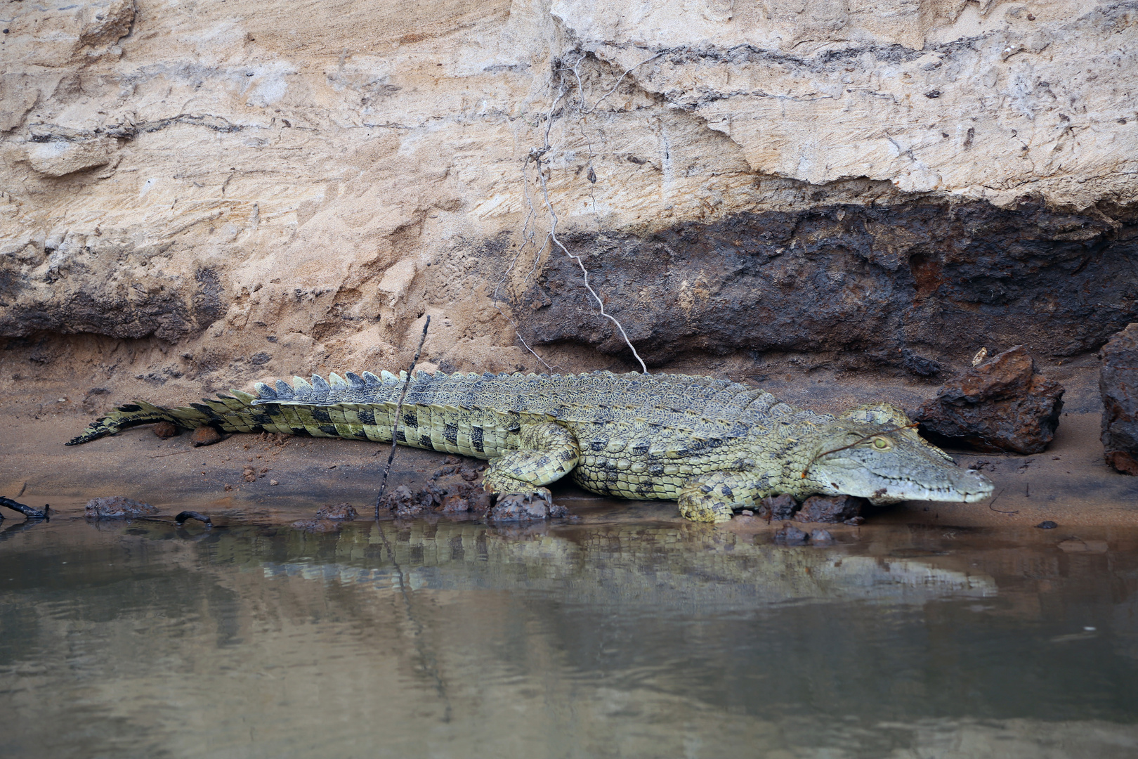 Wildlife crocodile