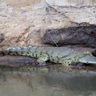 Wildlife crocodile