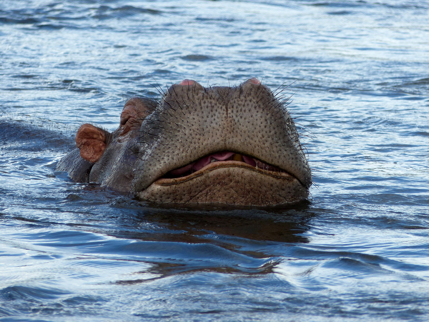 Wildlife: das etwas andere Flusspferd-Porträt. Chobe NP, Botswana 2018