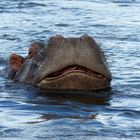 Wildlife: das etwas andere Flusspferd-Porträt. Chobe NP, Botswana 2018