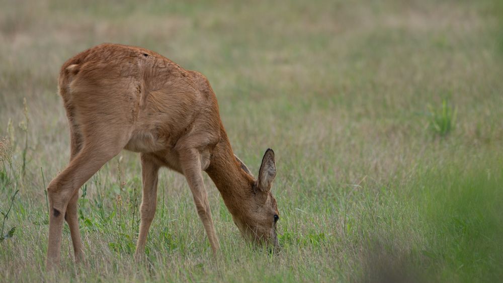 Wildlife - Das Reh...