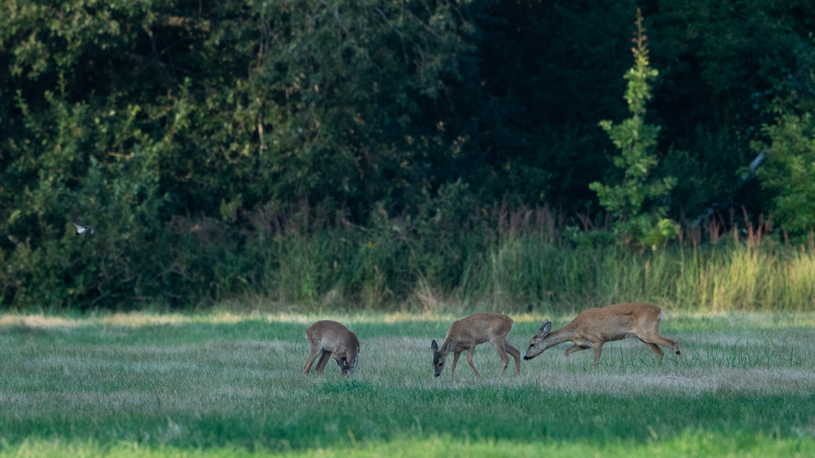  Wildlife - Das Reh und die Rehkitze...