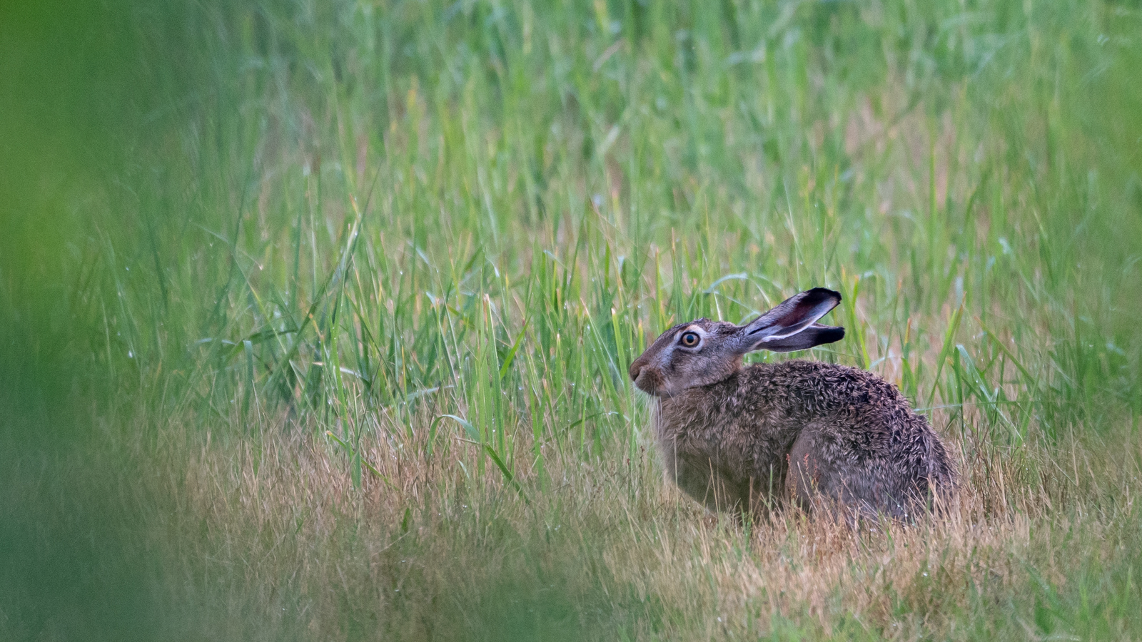 Wildlife - Der Feldhase...