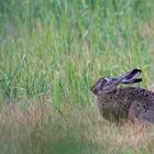 Wildlife - Der Feldhase...