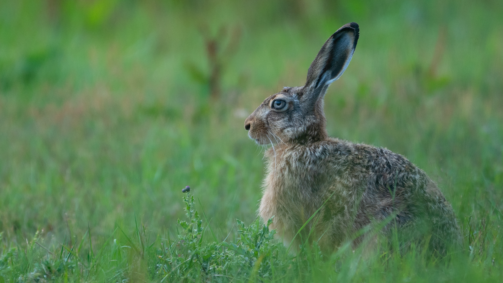 Wildlife - Der Feldhase...