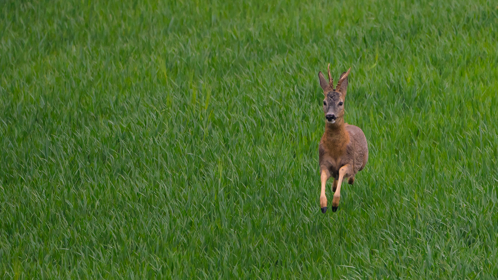 Wildlife - der fliegende Rehbock