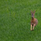 Wildlife - der fliegende Rehbock