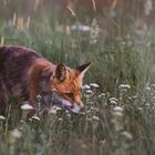 Wildlife - Der Fuchs auf der Wiese...