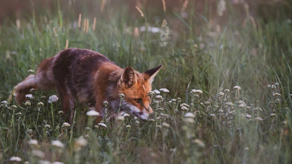 Wildlife - Der Fuchs auf der Wiese...