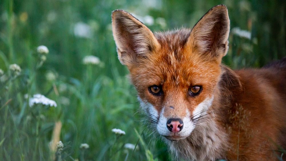 Wildlife - Der Fuchs im Portrait...