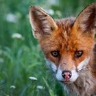 Wildlife - Der Fuchs im Portrait...