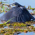 Wildlife: der Glockenreiher. Chobe NP, Botswana 2018