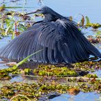 Wildlife: der Glockenreiher. Chobe NP, Botswana 2018