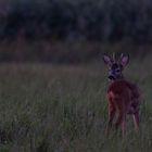 Wildlife - Der junge Rehbock...